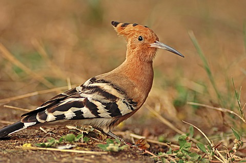 Common Hoopoe (Upupa epops), Keoladeo Ghana National Park, Rajasthan, India, Asia