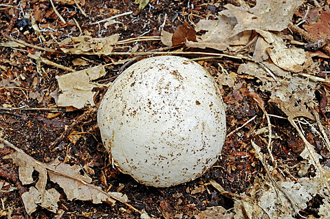 Egg stage of a Common Stinkhorn (Phallus impudicus), Gelderland, Netherlands, Europe