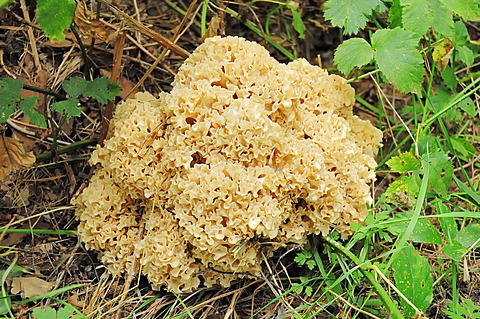 Cauliflower Mushroom (Sparassis crispa), Gelderland, Netherlands, Europe