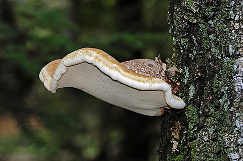Birch Polypore (Piptoporus betulinus), Gelderland, Netherlands, Europe