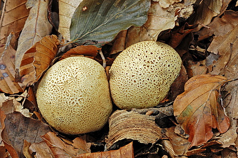 Common Earthball or Pigskin Poison Puffball (Scleroderma citrinum), Gelderland, Netherlands, Europe