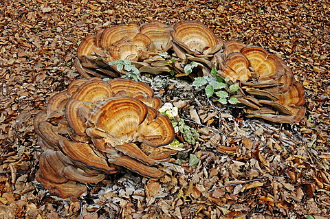 Giant Polypore (Meripilus giganteus), Gelderland, Netherlands, Europe