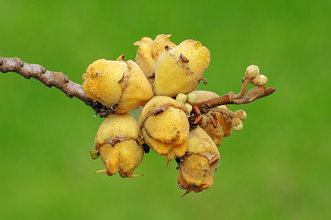 Virginian Witch Hazel (Hamamelis virginiana), branch with fruit, native to North America, garden plant, ornamental trees and shrubs