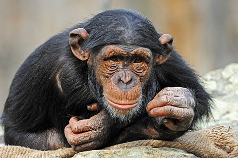 Chimpanzee (Pan troglodytes), chimp, juvenile, African species, captive, Germany, Europe