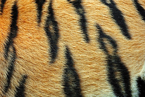 Siberian tiger or Amur tiger (Panthera tigris altaica), detail of coat, Asian species, captive, Germany, Europe