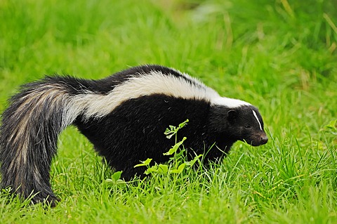 Striped skunk (Mephitis mephitis), found in North America, captive, Netherlands, Europe