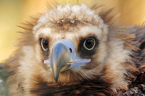 Cinereous vulture (Aegypius monachus), portrait, native to southern Europe and Central Asia, captive, North Rhine-Westphalia, Germany, Europe