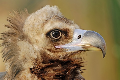 Cinereous vulture (Aegypius monachus), portrait, native to southern Europe and Central Asia, captive, North Rhine-Westphalia, Germany, Europe