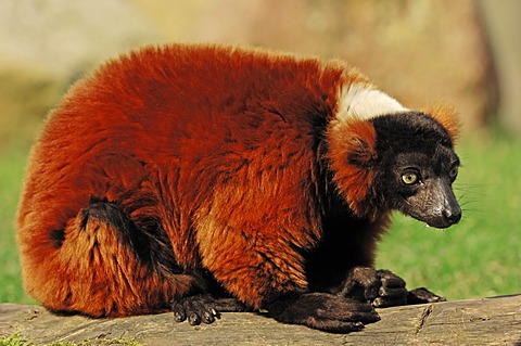 Black-and-white ruffed lemur (Varecia variegata rubra, Varecia variegata ruber), native to Madagascar, captive, Germany, Europe