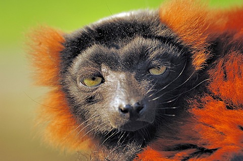 Black-and-white ruffed lemur (Varecia variegata rubra, Varecia variegata ruber), native to Madagascar, captive, Germany, Europe