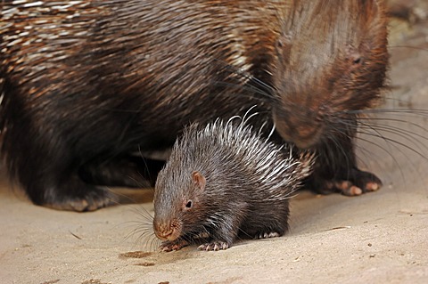 Indian crested porcupine (Hystrix indica, Hystrix leucura), female with young animal, native to the Middle East and India, captive, Germany, Europe