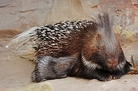 Indian crested porcupine (Hystrix indica, Hystrix leucura), female with young animal, native to the Middle East and India, captive, Germany, Europe