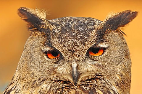 Eurasian eagle-owl (Bubo bubo), portrait, captive, North Rhine-Westphalia, Germany, Europe