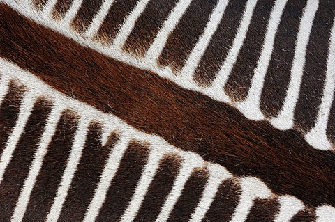 GrÃ©vy's zebra (Equus grevyi), detailed view of fur, found in Africa, captive, France, Europe