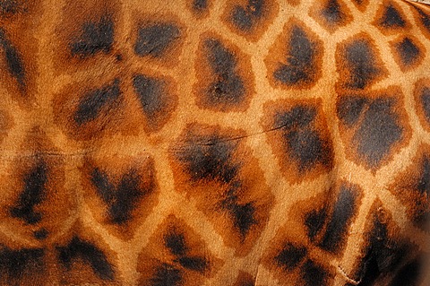 Rothschild giraffe (Giraffa camelopardalis rothschildi), detailed view of fur, found in Africa, captive, France, Europe