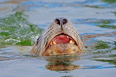 Steller sea lion (Eumetopias jubatus), bull, swimming, California, USA