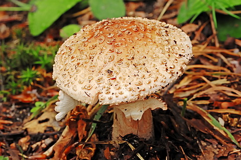 Blusher (Amanita rubescens), Hoge Veluwe National Park, the Netherlands, Europe