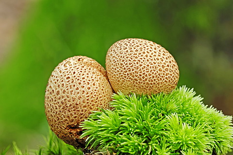 Common earthball, pigskin poison puffball (Scleroderma citrinum), poisonous mushroom, Gelderland, the Netherlands, Europe