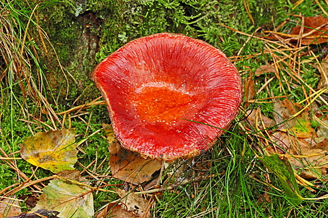 The sickener (Russula emetica), Gelderland, Netherlands, Europe