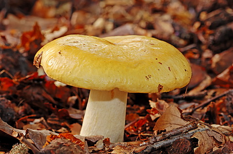 Common yellow russula (Russula ochroleuca), Gelderland, Netherlands, Europe