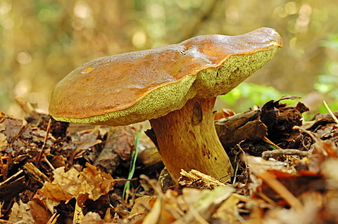 Summer cep (Boletus reticulatus, Boletus aestivalis), Gelderland, Netherlands, Europe