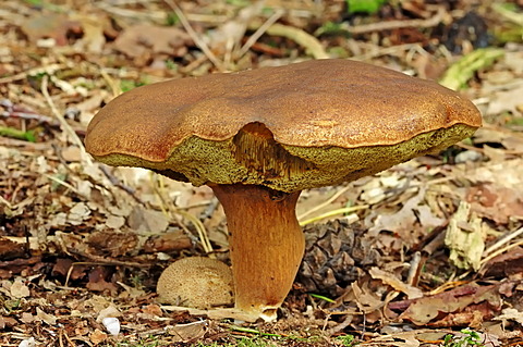 Pine bolete, pinewood king bolete (Boletus pinophilus), Gelderland, Netherlands, Europe