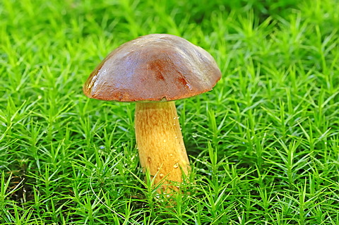 Bay bolete (Boletus badius, Xerocomus badius), Gelderland, Netherlands, Europe