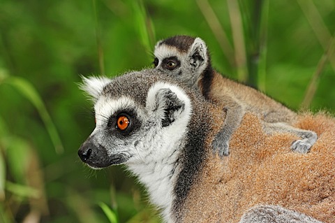 Ring-tailed lemur (Lemur catta), female with young, Madagascar, Africa