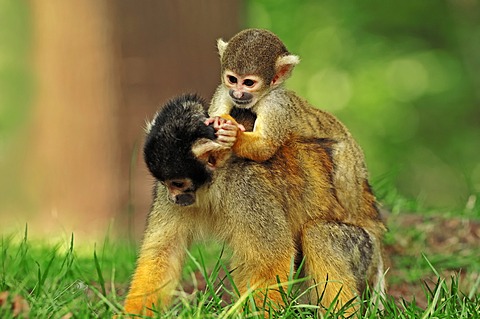 Black-capped squirrel monkey (Saimiri boliviensis), female with young, occurrence in Brazil and Bolivia, captive, Germany, Europe