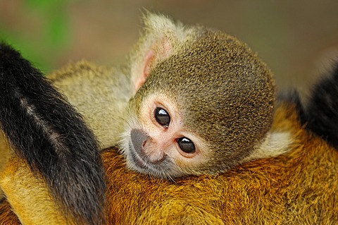 Black-capped squirrel monkey (Saimiri boliviensis), occurrence in Brazil and Bolivia, captive, Germany, Europe