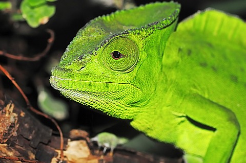 Crested or Fringed Chameleon (Chamaeleo cristatus, Trioceros cristatus), portrait, species from Africa, captive, Bergkamen, North Rhine-Westphalia, Germany, Europe