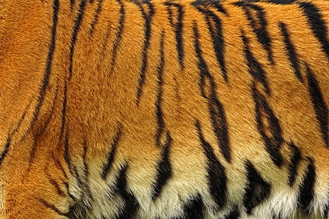 Siberian tiger (Panthera tigris altaica), fur detail, from Asia, captive, Netherlands, Europe