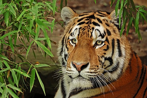 Siberian tiger (Panthera tigris altaica), portrait, from Asia, captive, Netherlands, Europe