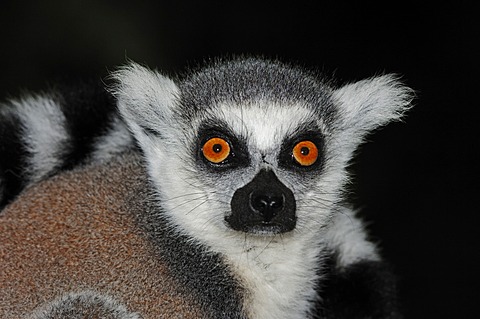 Ring-tailed lemur (Lemur catta), portrait, found in Madagascar, Africa, captive, Germany, Europe