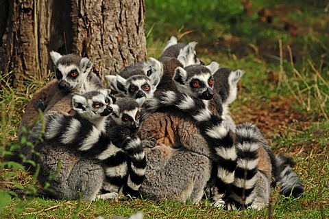 Ring-tailed lemurs (Lemur catta), found in Madagascar, Africa, captive, Germany, Europe