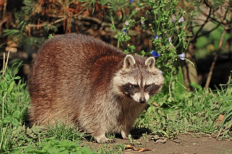 Raccoon (Procyon lotor), found in North America, introduced to Germany, Hesse, Germany, Europe