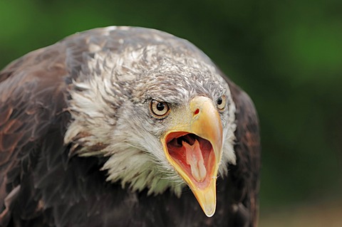 Bald eagle (Haliaeetus leucocephalus), immature, calling, found in North America, captive, Germany, Europe