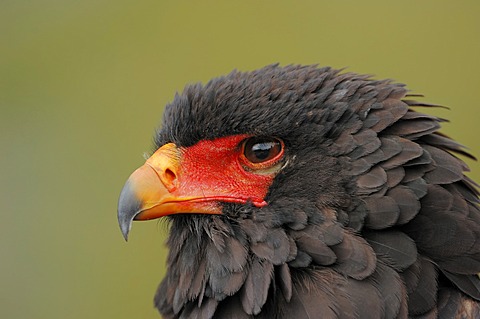 Bateleur (Terathopius ecaudatus), portrait, found in Africa, captive, Germany, Europe