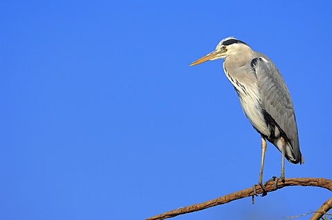 Grey Heron (Ardea cinerea), North Rhine-Westphalia, Germany, Europe