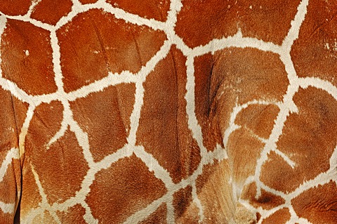 Reticulated giraffe (Giraffa camelopardalis reticulata), skin detail, native to Africa, in captivity, Germany, Europe