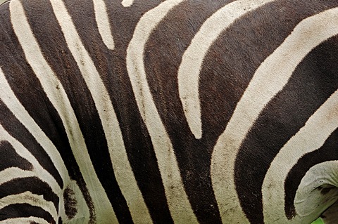 Grant's zebra (Equus quagga boehmi, Equus burchellii boehmi), detailed view of the fur, found in Africa, captive, Germany, Europe