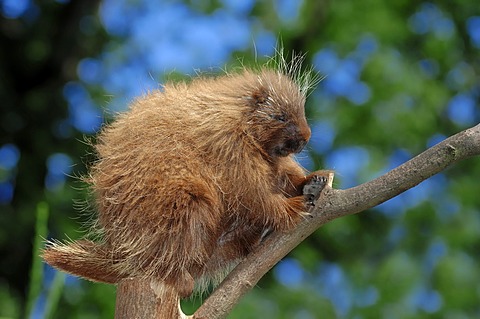 North American Porcupine (Erethizon dorsatum), native to North America, in captivity, Germany, Europe