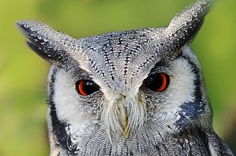 Northern White-faced Owl or White-faced Scops-Owl (Ptilopsis leucotis, Otus leucotis), portrait, native to Africa, in captivity, Netherlands, Europe