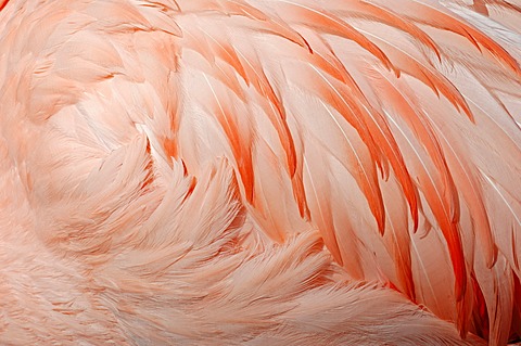 Chilean Flamingo (Phoenicopterus chilensis), plumage detail, native to South America, in captivity, Germany, Europe