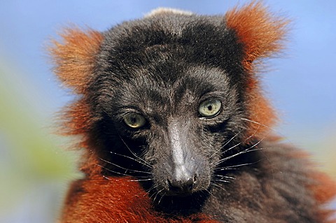 Red Ruffed Lemur (Varecia variegata rubra, Varecia variegata ruber), portrait, Madagascar, Africa