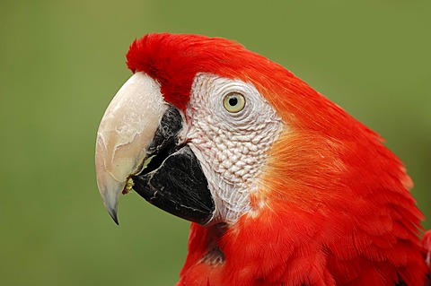 Scarlet Macaw (Ara macao), portrait, native to South America, in captivity, Bergkamen, North Rhine-Westphalia, Germany, Europe