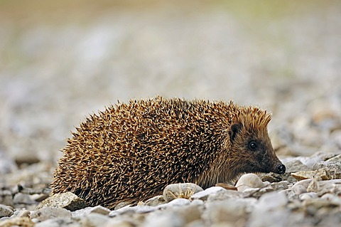 European Hedgehog (Erinaceus europaeus), France, Europe