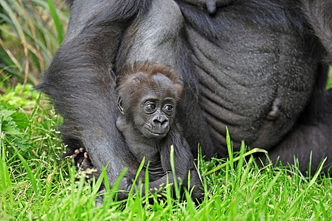 Western Lowland Gorilla (Gorilla gorilla gorilla), juvenile, native to Africa, in captivity, Netherlands, Europe