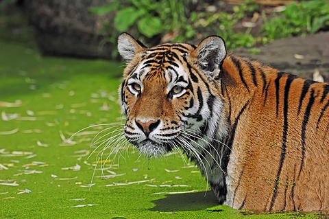 Siberian Tiger or Amur tiger (Panthera tigris altaica) in the water, native to Asia, in captivity, Netherlands, Europe