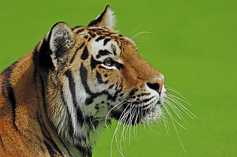 Siberian Tiger or Amur tiger (Panthera tigris altaica), native to Asia, in captivity, Netherlands, Europe